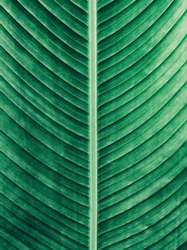 Details of big green leaf, Abstract striped texture from natural background, vintage tone