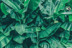 tropical banana leaf texture, large palm foliage natural dark green background