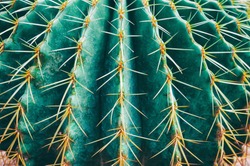 thorn cactus texture background, close up.