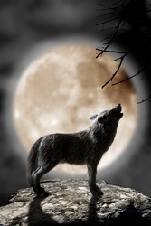 wolf howling to the moon