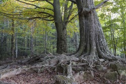 Tree with huge roots at forest
