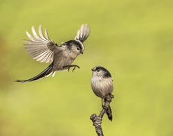 Long tailed tits interacting, one bird in flight, one perched. Beautifully lit with clean background.