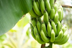 Green bananas on banana Tree.Food agriculture farm business concept.