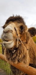 animal camel, close-up of camel's face