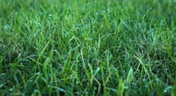 Fresh wet grass from rain close up