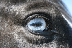 Close up of a blue horse eye
