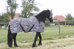 Horse with fly-mask and fly-rug