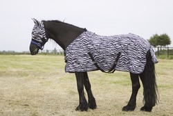 Friesian horse with fly-rug on meadow