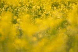 

A close-up photo of a field of rape blossoms