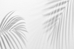 Light and shadow leaves,palm leaf on grunge white wall concrete background.Silhouette abstract tropical leaf natural pattern for wallpaper,spring ,summer texture.Black and white blurred image backdrop