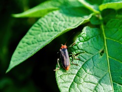 Cantharis rustica beetle on a green potato leaf. Soldier beetle. Arthropods. Animal insect. Macro photography. Potato leaves. Wildlife. Background image.