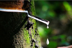 Natural rubber latex is dropping to rubber container or bowl from rubber tree with green moss 
