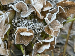 Frozen flowerheads of a Lacecap Hydrangea macrophylla in winter. Host frost