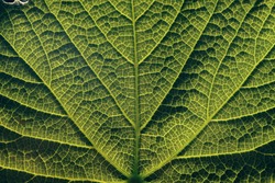 Close up beautiful green leaf on a outdoor background  pattern texture. 