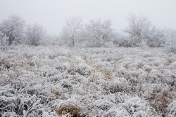 Snowy forest on a gloomy day tree covered with snow. Snow-covered winter steppe during fog. Trees and grass covered with frost