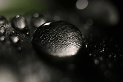 Raindrops on leaf. Leaf texture into water drop. Close-up photography. Macro photography. Background.