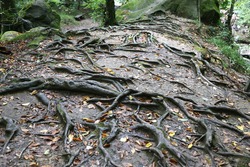 the roots of a tree on the earth's surface