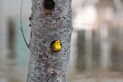 Prothonotary Warbler in a tree.