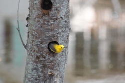 Prothonotary Warbler in a tree.