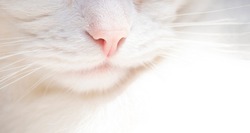 Cute white cat, feline pink nose close up, white cat with whiskers. Delicate banner 