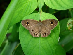 The Common Five-ring butterfly on leaf with natural green background , The pattern similar to the yellow eyes with blue dot in black circle on brown wings