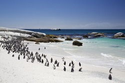 A colony of African Jackass Penguins in South Africa