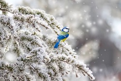 Winter, snow, and cute little bird. White winter and nature background. Bird: Eurasian Blue Tit. Cyanistes caeruleus.
