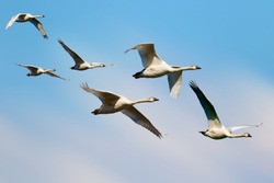 Flying swans. Migrating birds. Blue sky background. Birds: Mute Swan. Cygnus olor.