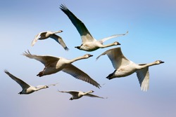 Flying swans. Blue sky background. Isolated birds. Swans: Mute Swan. Cygnus olor.