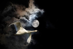 Fullmoon and swan. Moonscape in dark night. Black sky background. 