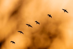 Flying birds. Sunset sky background. Birds: Great Cormorant. (Phalacrocorax carbo)