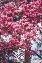 Bright pink blossoming tree in the spring garden in Europe. Plenty of beautiful colorful flowers on cherry branches in springtime