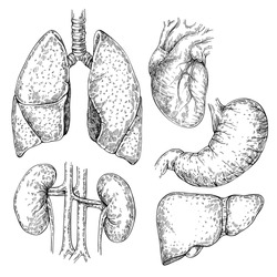 Sketch Set of different human organs: heart, kidneys, stomach, liver, lungs. Isolated set of internal organs