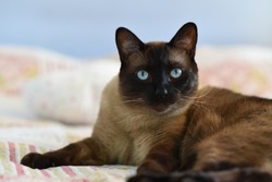 Cat portrait. Close up face of siamese adult cat.  Cute siamese cat with blue eyes. Taking care about the domestic animals, feeding cats.
