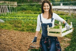 Mature farmer woman holding wood box with fresh organic lettuce - Focus on left hand