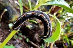 Theretra oldenlandiae,Leaf caterpillars eat green leaves, caterpillars, pests, weeds, greens, destroyers