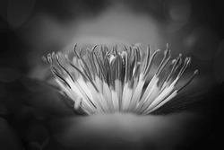 Black and white flower detail