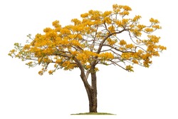 A Beautiful Summer Tree In Thailand 