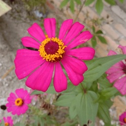 zennia elegant flower is flourish dominant pink colours from mexico