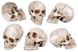 Human skull (cranium) set isolated on white background