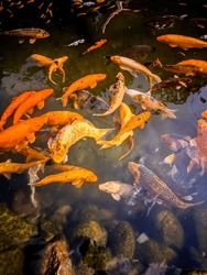 fish in the pond take from above