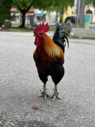 Coock hammer rooster in the street