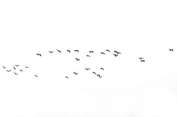 A group of birds on a white background