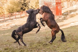 Two horses playing and fighting in a paddock