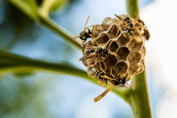 Wasps building a nest on a plant. Macro photography with blurred background