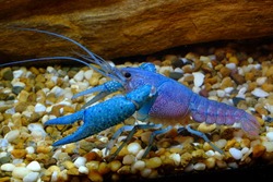 Blue Crayfish in Freshwater Aquarium 