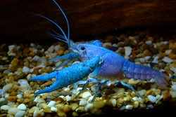 Blue Crayfish in Freshwater Aquarium in low light
