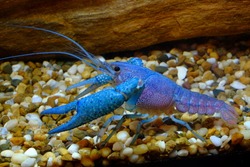 Blue Crayfish in Freshwater Aquarium 