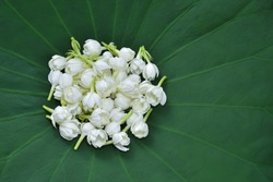 Jasmine flower blooming on fresh green lotus pad