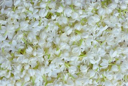 Fresh  Jasmine flower background